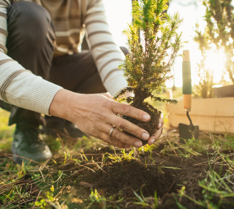 Person planting a small tree in soil outdoors, with gardening tools nearby in sunlight.