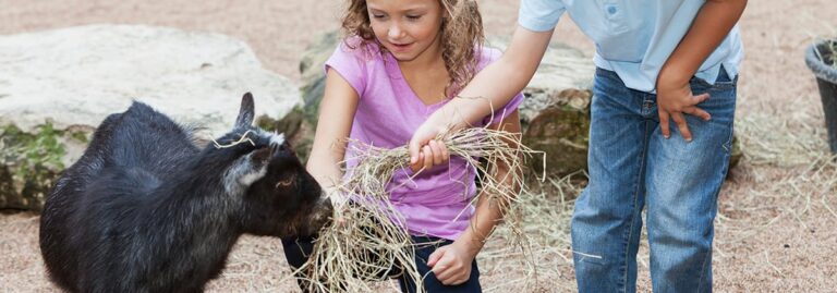 Two children feed hay to a small black goat outdoors, smiling and interacting with the animal.